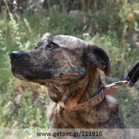 Δίνεται για υιοθεσία - χαρίζεται ημίαιμη σκυλίτσα American Staffordshire Terrier - Τεριέ