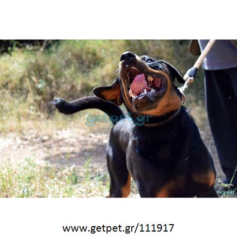 Δίνεται για υιοθεσία - χαρίζεται ημίαιμος σκυλάκος Rottweiler - Ροτβάιλερ