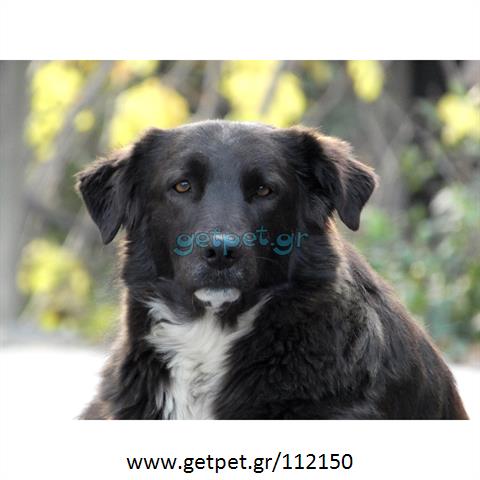 Δίνεται για υιοθεσία - χαρίζεται ημίαιμη σκυλίτσα Belgian Shepherd - Βέλγικο Ποιμενικό
