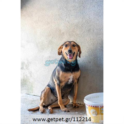 Δίνεται για υιοθεσία - χαρίζεται ημίαιμη σκυλίτσα Greek Harehound - Ελληνικός Ιχνηλάτης