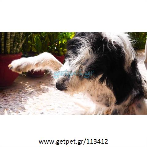 Δίνεται για υιοθεσία - χαρίζεται ημίαιμος σκυλάκος Griffon - Γκριφόν