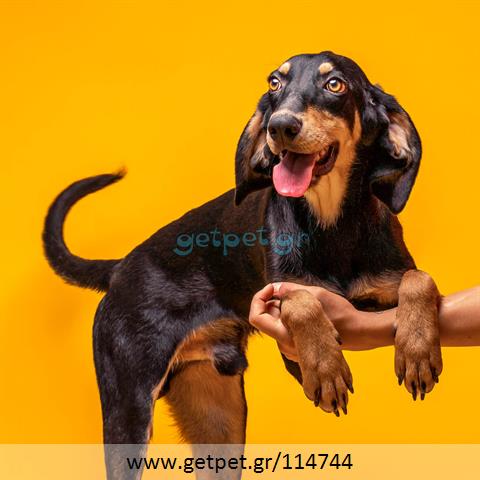 Δίνεται για υιοθεσία - χαρίζεται σκυλάκος Greek Harehound - Ελληνικός Ιχνηλάτης