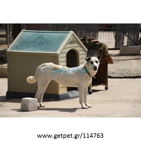 Δίνεται για υιοθεσία - χαρίζεται ημίαιμη σκυλίτσα Siberian Husky - Σιβηρικό Χάσκυ