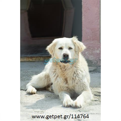 Δίνεται για υιοθεσία - χαρίζεται σκυλίτσα Greek White Sheepdog - Λευκό Ελληνικό Τσοπανόσκυλο