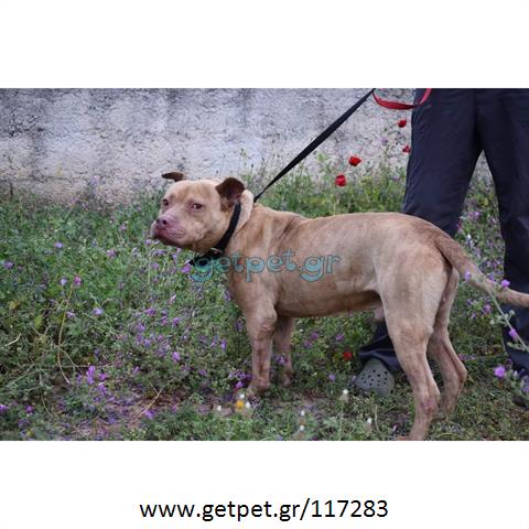 Δίνεται για υιοθεσία - χαρίζεται ημίαιμος σκυλάκος Pit Bull - Πίτ Μπουλ Τερριέ