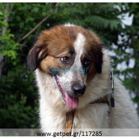 Δίνεται για υιοθεσία - χαρίζεται ημίαιμη σκυλίτσα Epagneul Breton - Έπανιέλ Μπρετόν