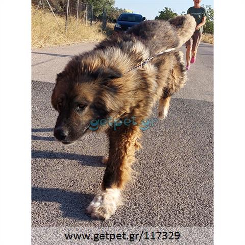 Δίνεται για υιοθεσία - χαρίζεται σκυλίτσα Caucasian - Ποιμενικός Καυκάσου