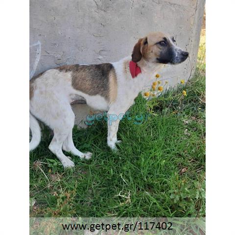 Δίνεται για υιοθεσία - χαρίζεται ημίαιμη σκυλίτσα Cretan Hound - Κρητικός Λαγωνικός