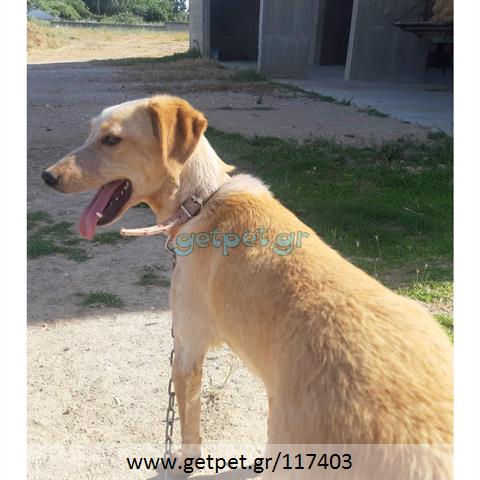 Δίνεται για υιοθεσία - χαρίζεται ημίαιμη σκυλίτσα Cretan Hound - Κρητικός Λαγωνικός