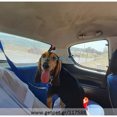 Δίνεται για υιοθεσία - χαρίζεται ημίαιμη σκυλίτσα Greek Harehound - Ελληνικός Ιχνηλάτης