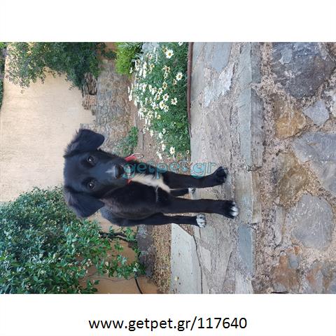 Δίνεται για υιοθεσία - χαρίζεται ημίαιμο κουτάβι Greek Sheepdog - Ελληνικός Ποιμενικός