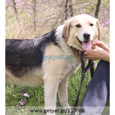 Δίνεται για υιοθεσία - χαρίζεται ημίαιμη σκυλίτσα