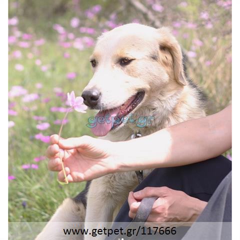 Δίνεται για υιοθεσία - χαρίζεται ημίαιμη σκυλίτσα