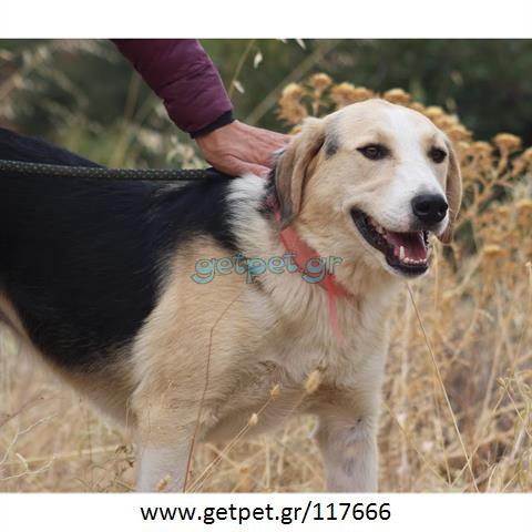 Δίνεται για υιοθεσία - χαρίζεται ημίαιμη σκυλίτσα