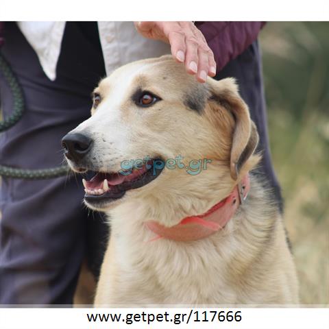 Δίνεται για υιοθεσία - χαρίζεται ημίαιμη σκυλίτσα