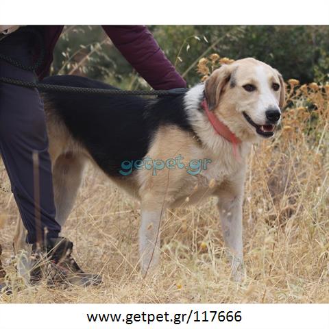 Δίνεται για υιοθεσία - χαρίζεται ημίαιμη σκυλίτσα