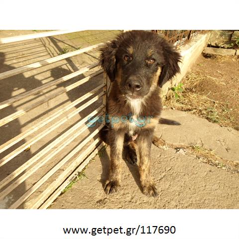 Δίνεται για υιοθεσία - χαρίζεται ημίαιμος σκυλάκος Caucasian - Ποιμενικός Καυκάσου