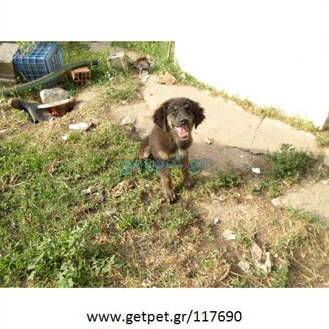 Δίνεται για υιοθεσία - χαρίζεται ημίαιμος σκυλάκος Caucasian - Ποιμενικός Καυκάσου