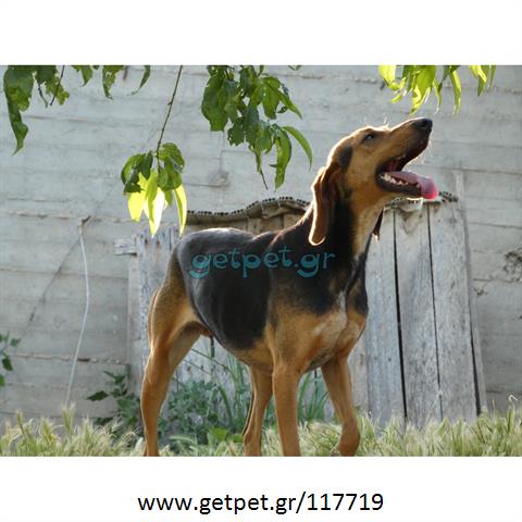 Δίνεται για υιοθεσία - χαρίζεται σκυλίτσα Greek Harehound - Ελληνικός Ιχνηλάτης