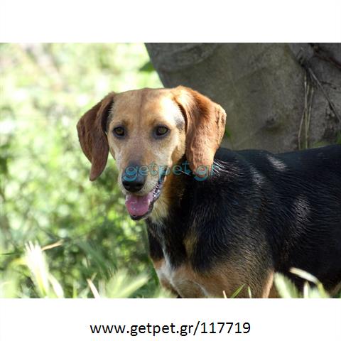 Δίνεται για υιοθεσία - χαρίζεται σκυλίτσα Greek Harehound - Ελληνικός Ιχνηλάτης