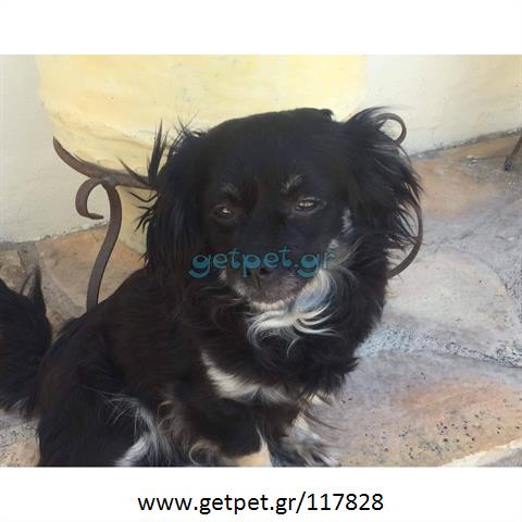 Δίνεται για υιοθεσία - χαρίζεται σκυλίτσα Greek Kokoni - Κοκόνι