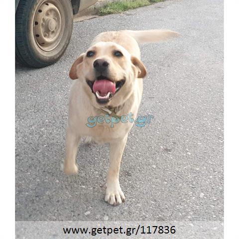 Δίνεται για υιοθεσία - χαρίζεται σκυλίτσα Labrador Retriever - Λαμπραντόρ Ριτρίβερ