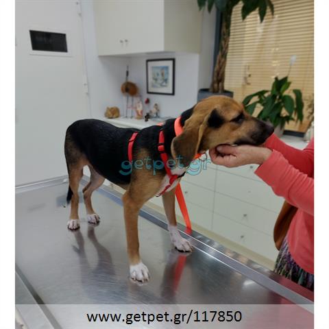 Δίνεται για υιοθεσία - χαρίζεται ημίαιμη σκυλίτσα Beagle - Μπηγκλ