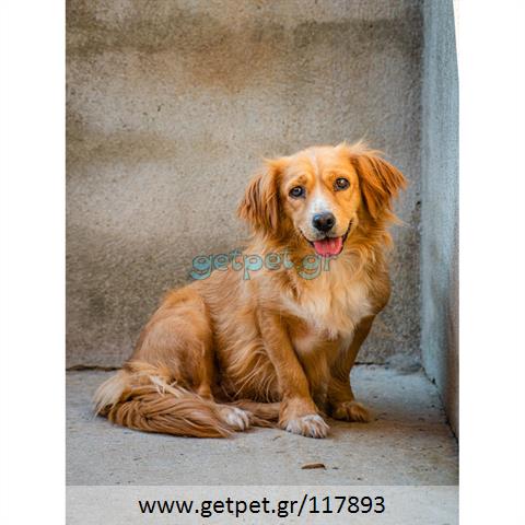 Δίνεται για υιοθεσία - χαρίζεται ημίαιμη σκυλίτσα Greek Kokoni - Κοκόνι