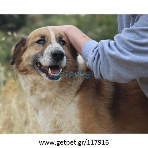 Δίνεται για υιοθεσία - χαρίζεται ημίαιμος σκυλάκος