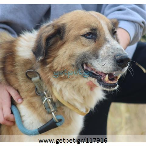 Δίνεται για υιοθεσία - χαρίζεται ημίαιμος σκυλάκος