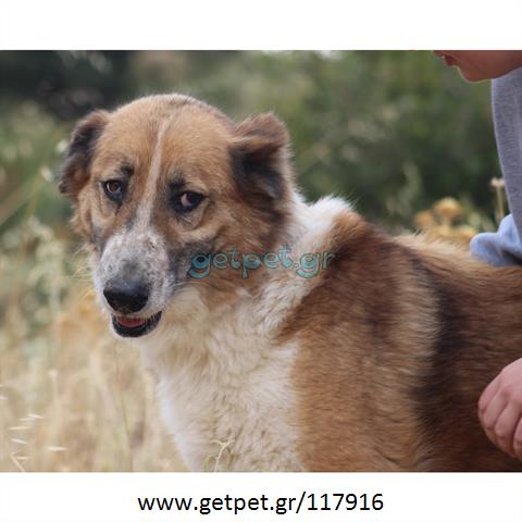 Δίνεται για υιοθεσία - χαρίζεται ημίαιμος σκυλάκος