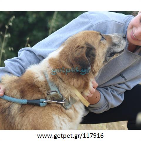 Δίνεται για υιοθεσία - χαρίζεται ημίαιμος σκυλάκος