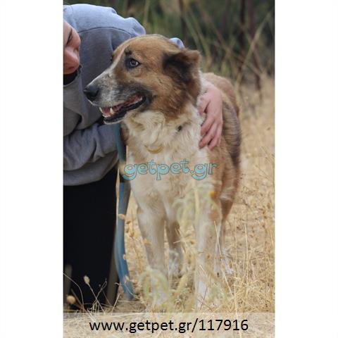 Δίνεται για υιοθεσία - χαρίζεται ημίαιμος σκυλάκος