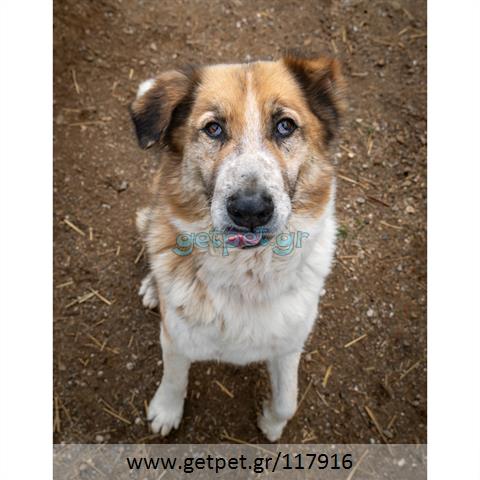 Δίνεται για υιοθεσία - χαρίζεται ημίαιμος σκυλάκος