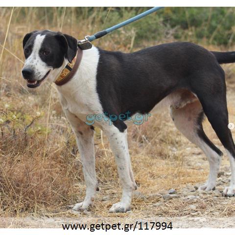 Δίνεται για υιοθεσία - χαρίζεται ημίαιμος σκυλάκος