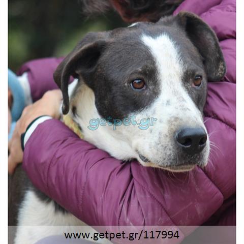 Δίνεται για υιοθεσία - χαρίζεται ημίαιμος σκυλάκος
