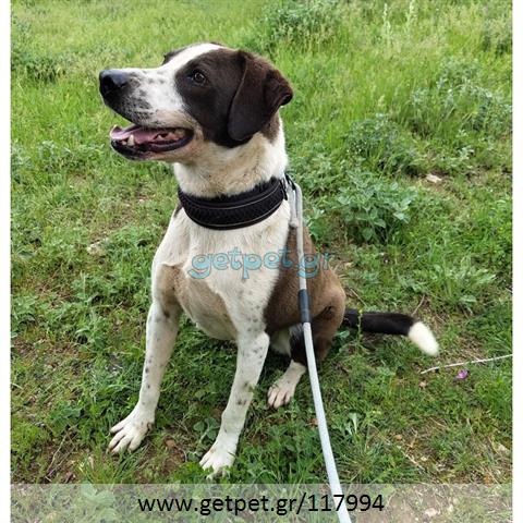 Δίνεται για υιοθεσία - χαρίζεται ημίαιμος σκυλάκος