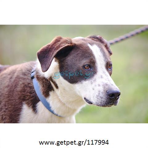 Δίνεται για υιοθεσία - χαρίζεται ημίαιμος σκυλάκος