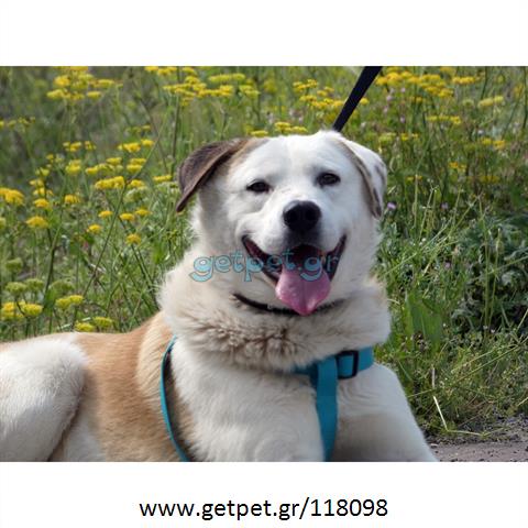Δίνεται για υιοθεσία - χαρίζεται ημίαιμος σκυλάκος Labrador Retriever - Λαμπραντόρ Ριτρίβερ