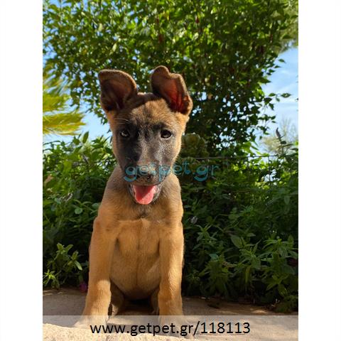 Δίνεται για υιοθεσία - χαρίζεται σκυλάκος Malinois - Μαλινουά