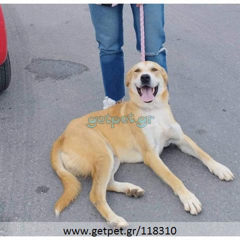 Δίνεται για υιοθεσία - χαρίζεται ημίαιμη σκυλίτσα Labrador Retriever - Λαμπραντόρ Ριτρίβερ