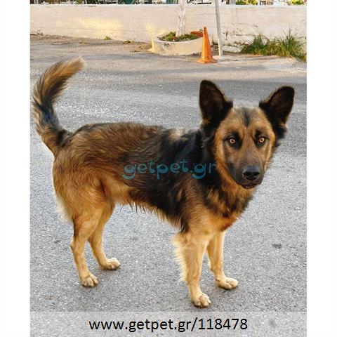 Δίνεται για υιοθεσία - χαρίζεται ημίαιμος σκυλάκος German Shepherd - Γερμανικός Ποιμενικός - Λυκόσκυλο