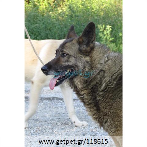 Δίνεται για υιοθεσία - χαρίζεται ημίαιμη σκυλίτσα German Shepherd - Γερμανικός Ποιμενικός - Λυκόσκυλο