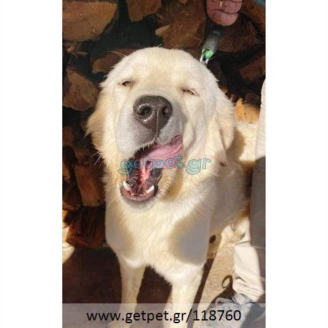Δίνεται για υιοθεσία - χαρίζεται ημίαιμη σκυλίτσα Greek White Sheepdog - Λευκό Ελληνικό Τσοπανόσκυλο