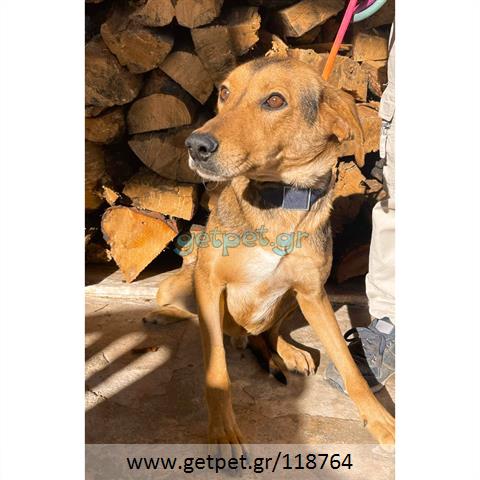Δίνεται για υιοθεσία - χαρίζεται ημίαιμος σκυλάκος