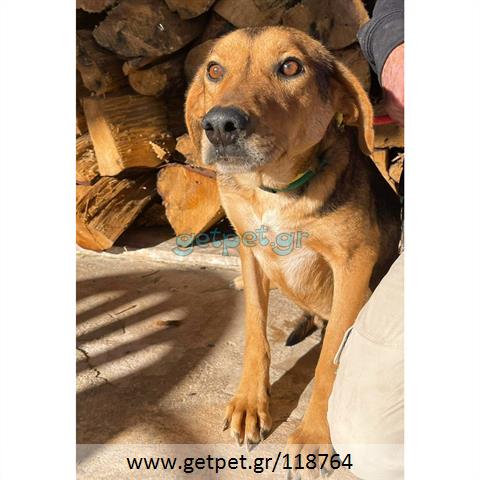 Δίνεται για υιοθεσία - χαρίζεται ημίαιμος σκυλάκος