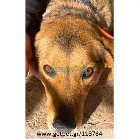 Δίνεται για υιοθεσία - χαρίζεται ημίαιμος σκυλάκος