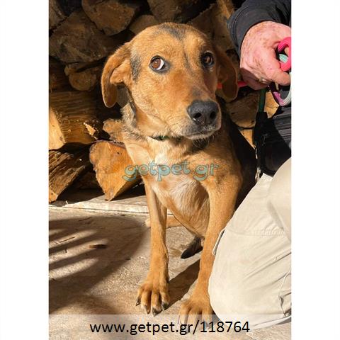 Δίνεται για υιοθεσία - χαρίζεται ημίαιμος σκυλάκος