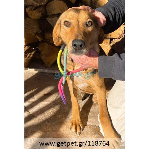 Δίνεται για υιοθεσία - χαρίζεται ημίαιμος σκυλάκος
