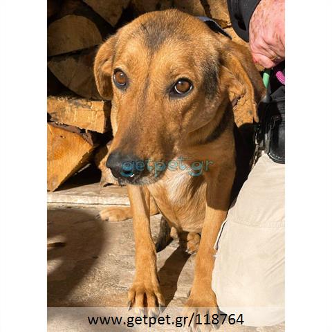 Δίνεται για υιοθεσία - χαρίζεται ημίαιμος σκυλάκος